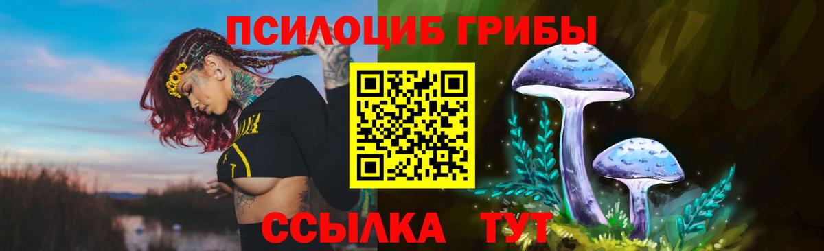 Псилоцибиновые грибы Cubensis Обь